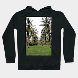 Coconut grove at Thala Beach nature reserve, Queensland Hoodie